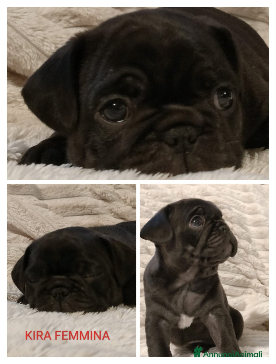 Meticcio cani in vendita: Cuccioli FRUG - Annuncio 6