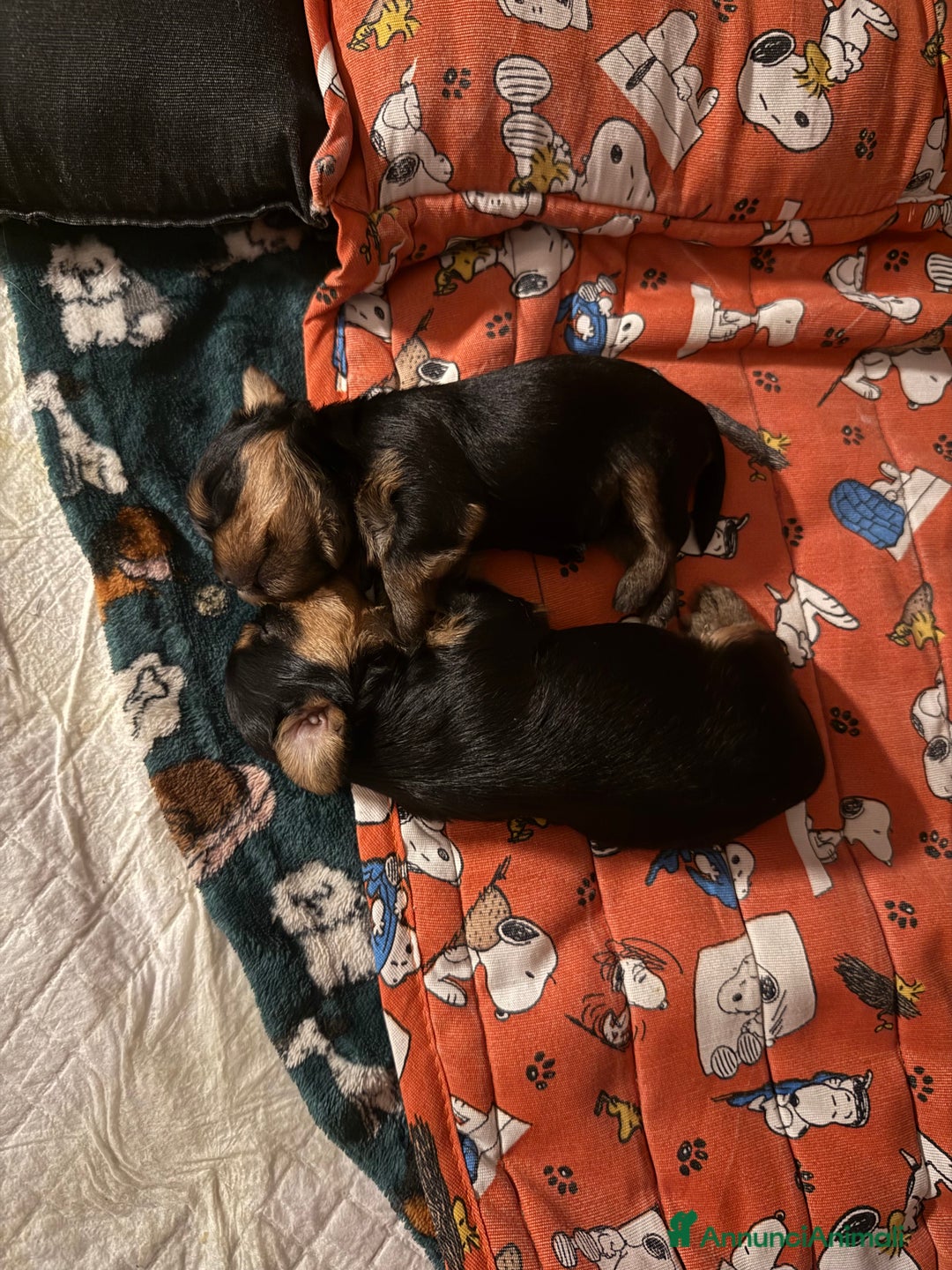Yorkshire cani in vendita: cucciolo yourkshire terrier  a Città Metropolitana di Bologna - Immagine 9