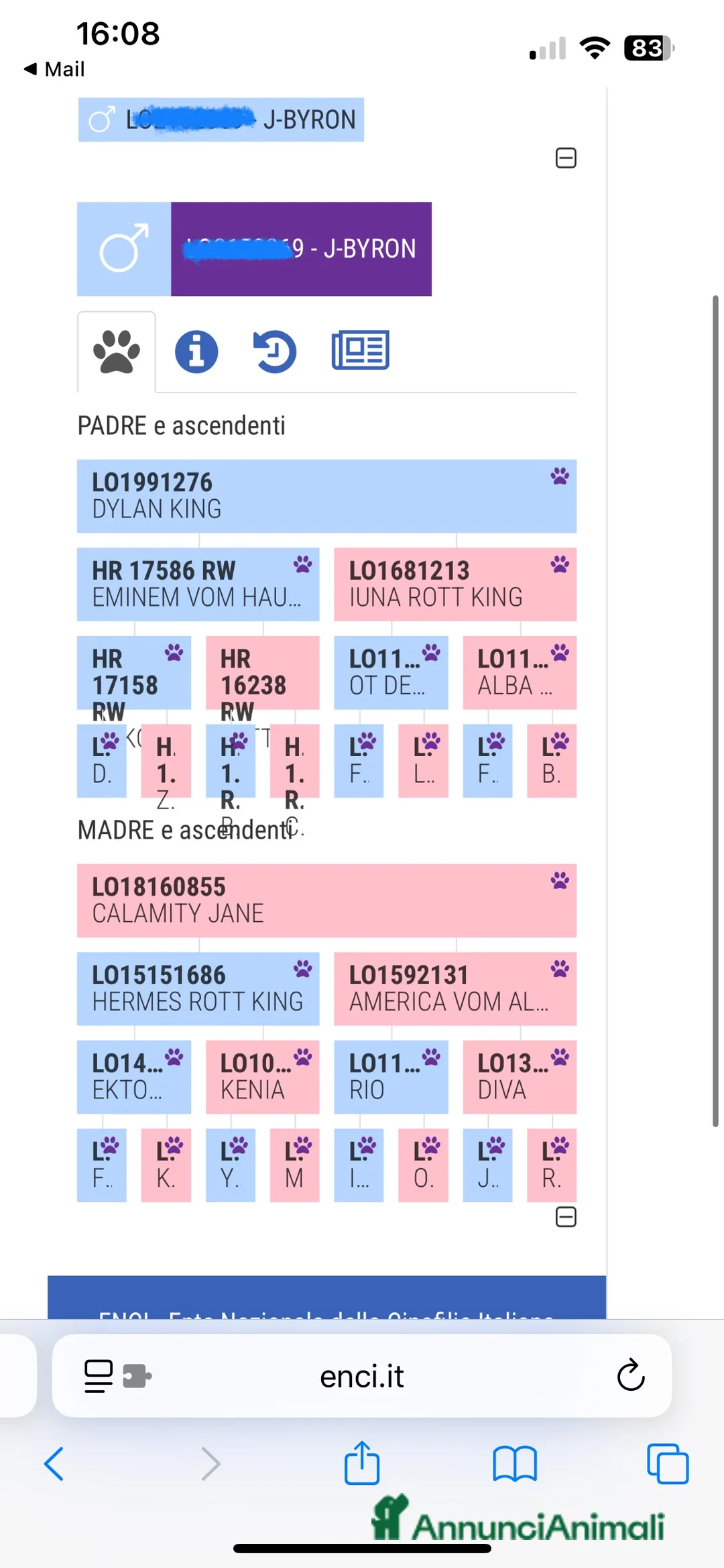 Rottweiler cani in vendita: Rottweiler napoli - Annuncio 2