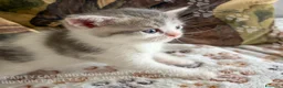 Scottish gatti in vendita: Cuccioli Scottish Fold e Straight con Pedigree - Annuncio 12