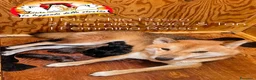 Shiba Inu cani in vendita: Shiba inu - Annuncio 2