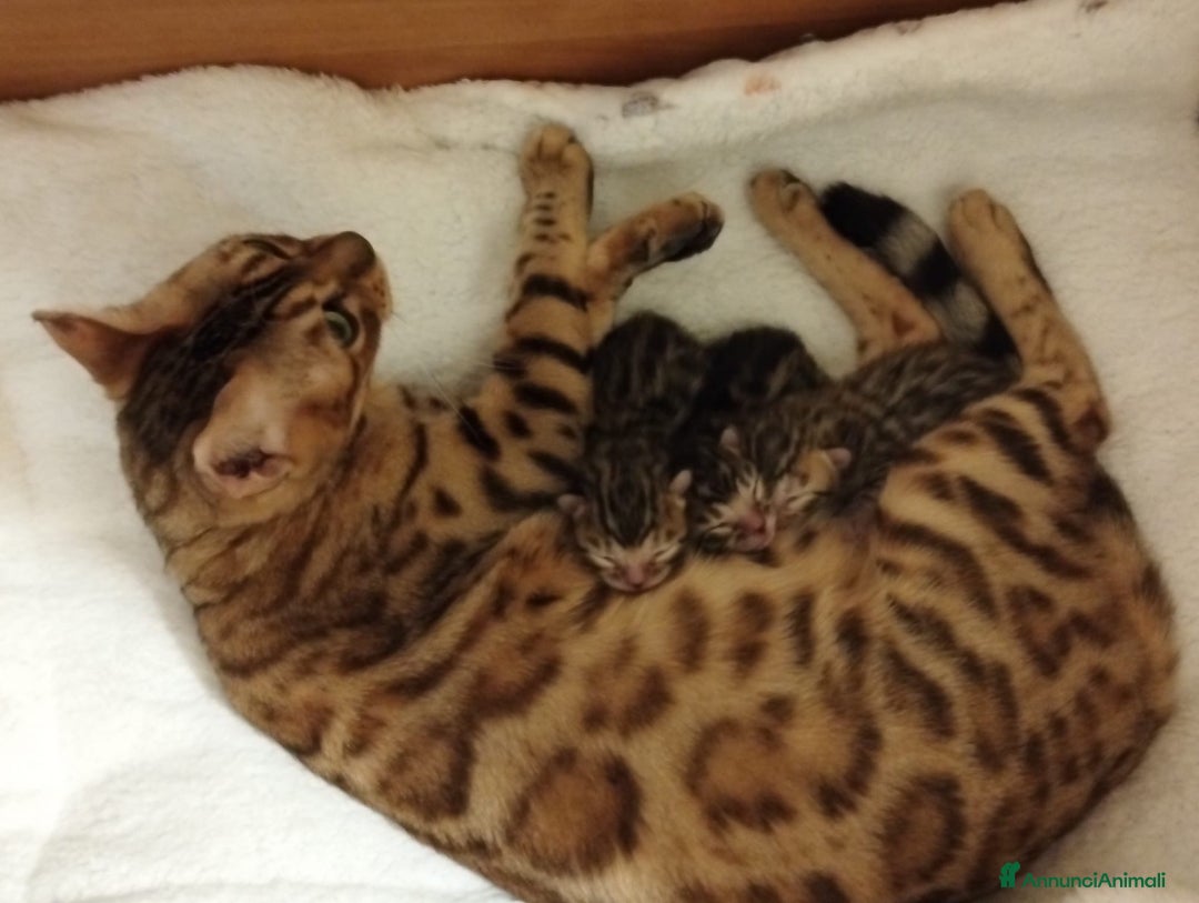 Bengala gatti in vendita: Pedigree Afsi - Annuncio 6