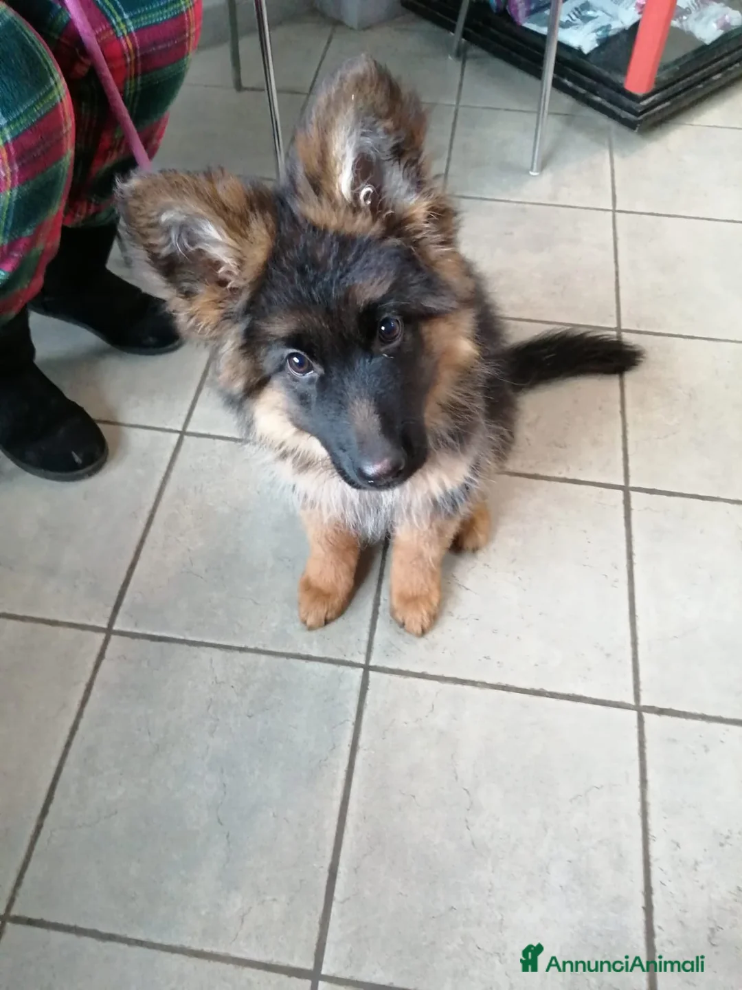 Pastore Tedesco cani in vendita: Pastore tedesco  a Città Metropolitana di Torino - Annuncio 2