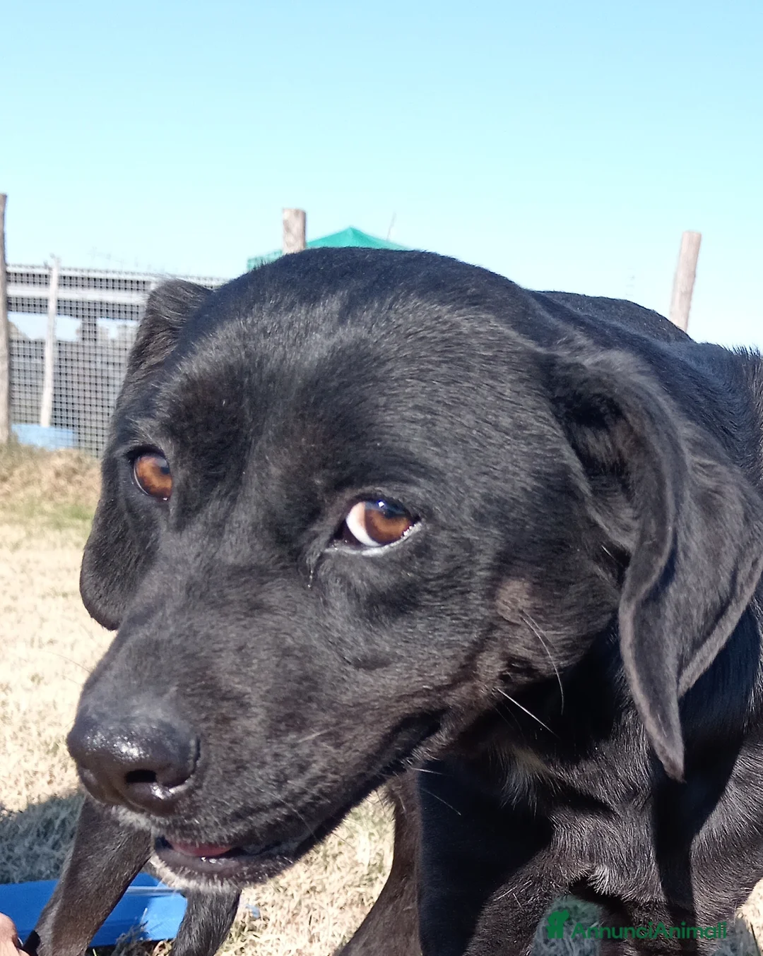 Labrador cani in regalo: Fumo, adorabile derivato labrador a Provincia di Latina - Annuncio 2
