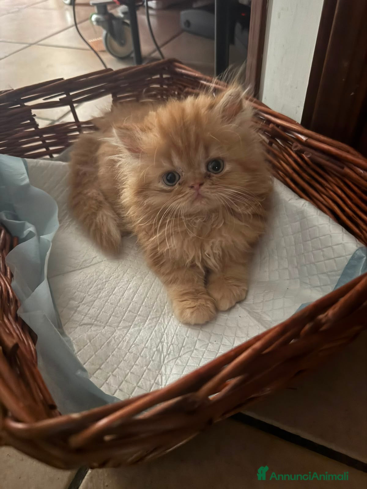 Persiano gatti persiano rosso cucciolo - Annuncio 5