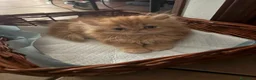 Persiano gatti in vendita: persiano rosso cucciolo - Annuncio 1
