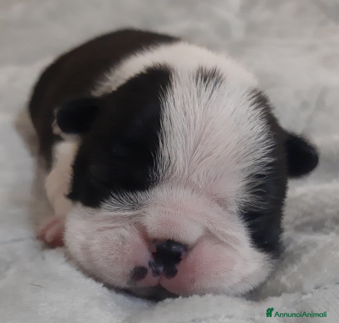 Boston Terrier cani in vendita: Cuccioli di Boston terrier con pedigree ENCI/FCI  - Annuncio 6