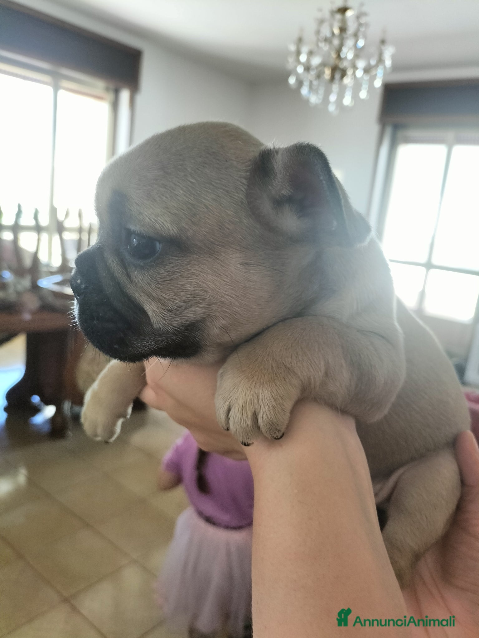 Bulldog Francese cani Bulldog Francese  - Annuncio 1