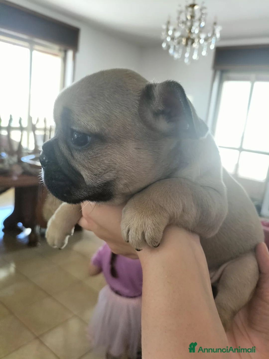 Bulldog Francese cani in vendita: Bulldog Francese  - Annuncio 1