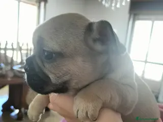 Bulldog Francese cani Bulldog Francese - Annuncio 1
