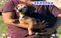 Bassotto cani in regalo: Armando bassotto dolce e gentile cerca casa - Immagine 1