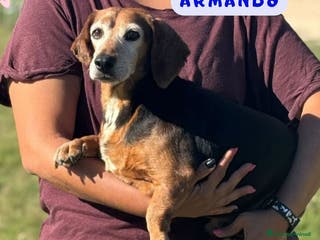 Bassotto cani Armando bassotto dolce e gentile cerca casa - Annuncio 2