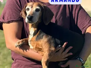 Bassotto cani Armando bassotto dolce e gentile cerca casa - Annuncio 3