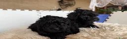 Barboncino cani in vendita: Barboncini nani - Annuncio 9