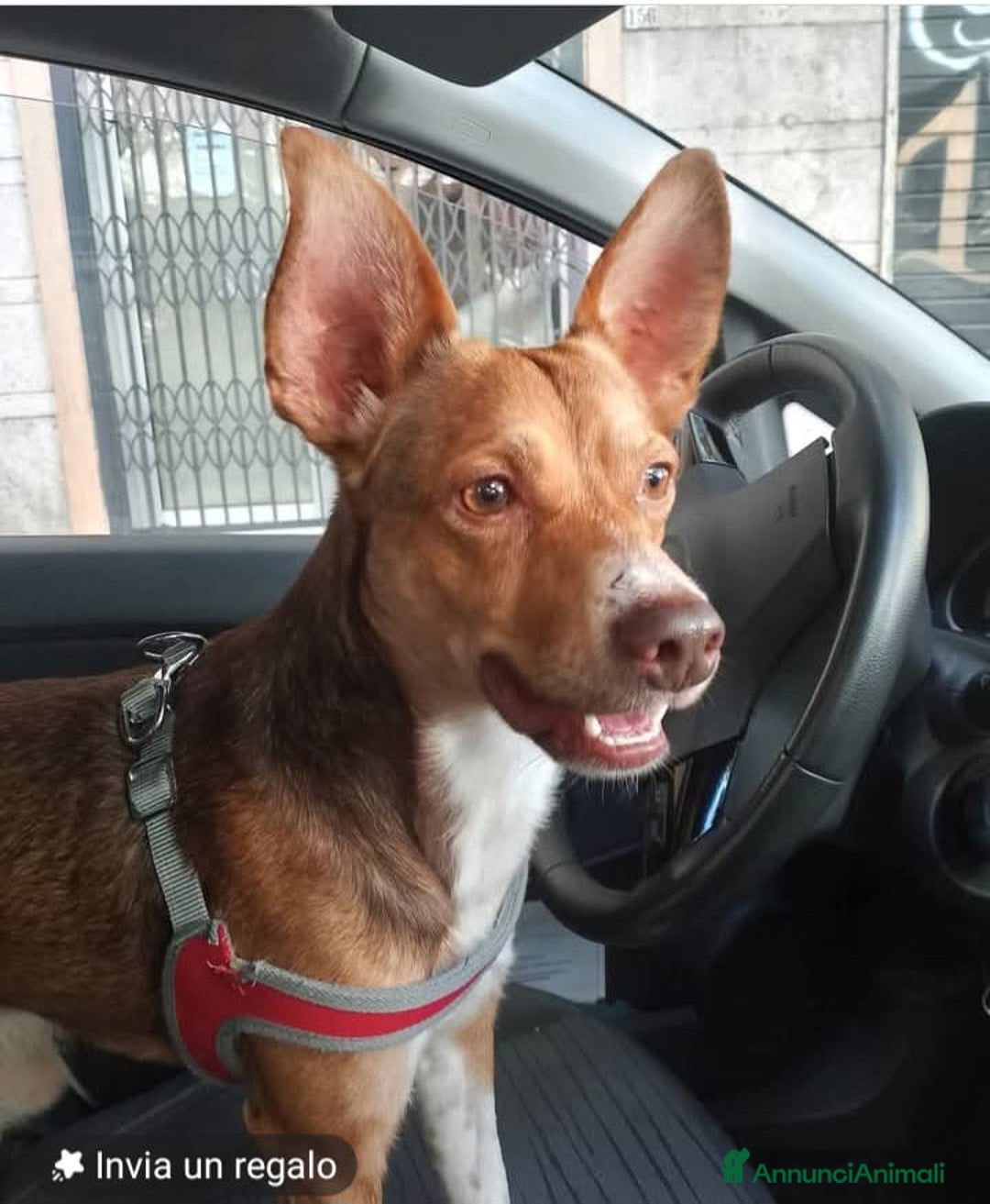 Meticcio cani in regalo: ADOTTA IL PICCOLO CANGU/DUMBU - Annuncio 1