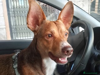 Meticcio cani ADOTTA IL PICCOLO CANGU/DUMBU - Annuncio 4