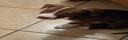Pitbull cani in vendita: Cuccioli pitbull red nose - Annuncio 6
