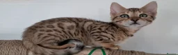 Bengala gatti in vendita: Bengala cuccioli  - Annuncio 6