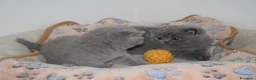 British gatti in vendita: BRITISH Shorthair BLU - Annuncio 6