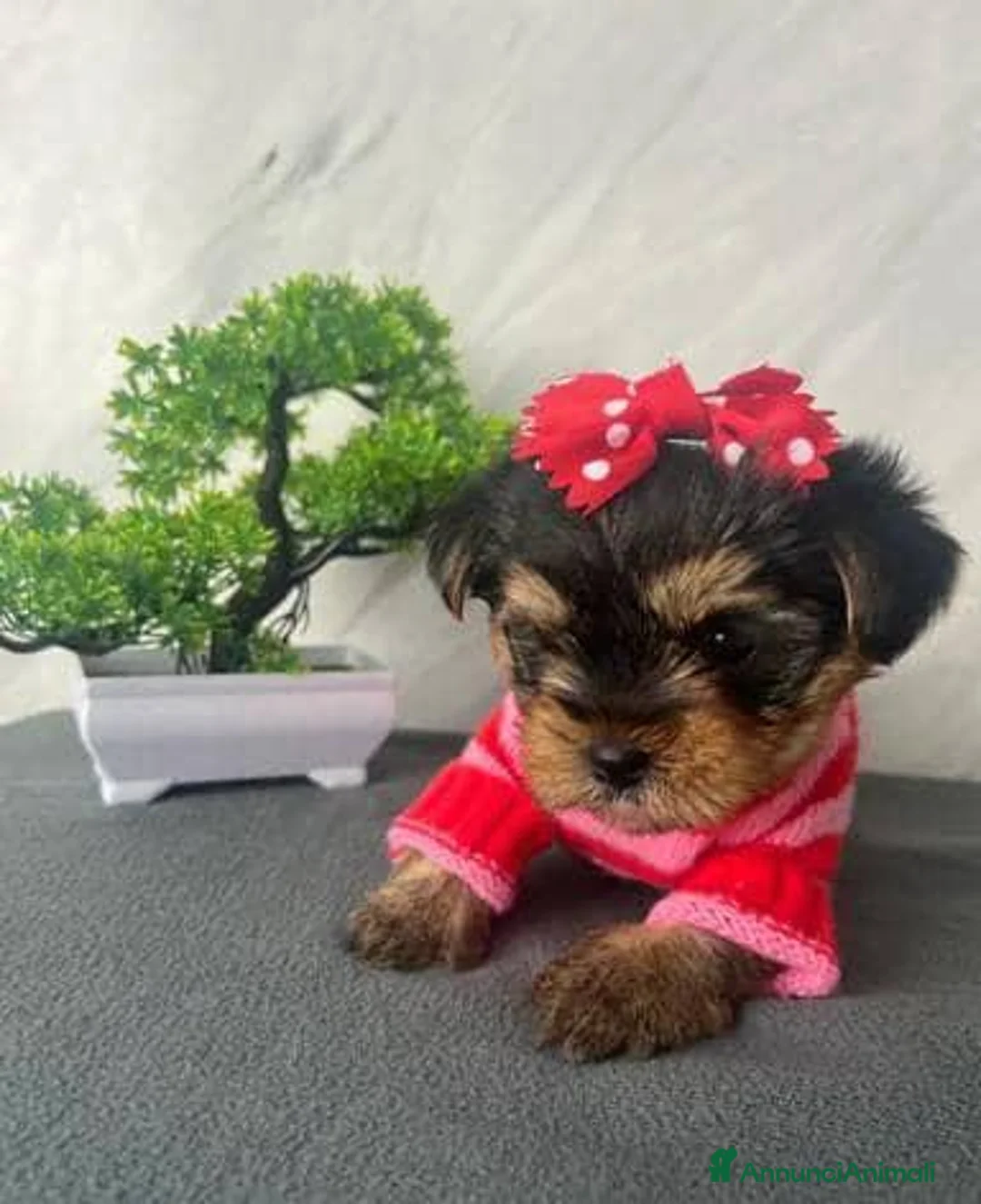 Yorkshire cani in vendita: Adorabili cuccioli di Yorkshire Terrier a Provincia di Verona - Annuncio 2