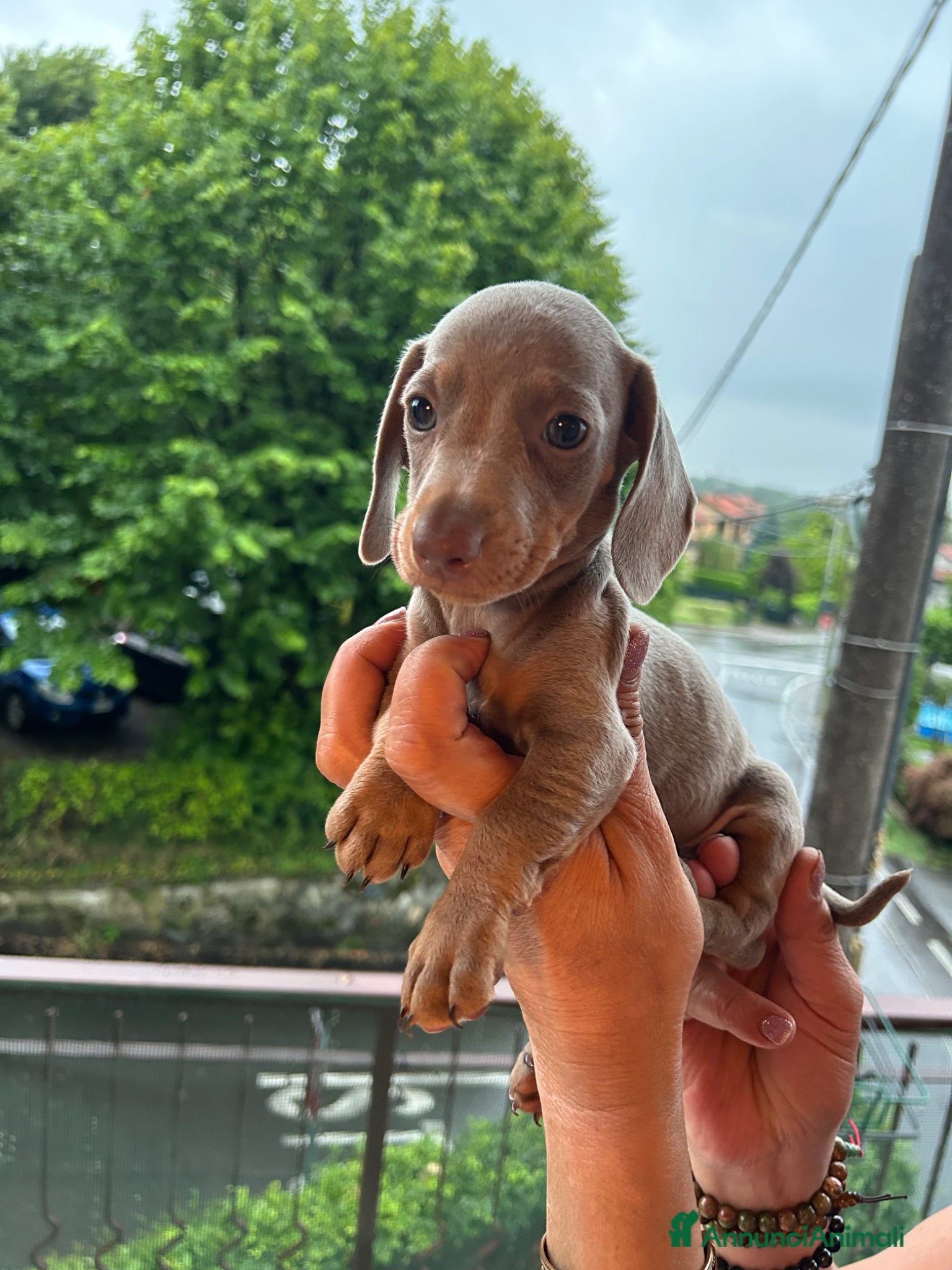 Bassotto cani in vendita: Bassotto nano  a Provincia di Lecco - Annuncio 1