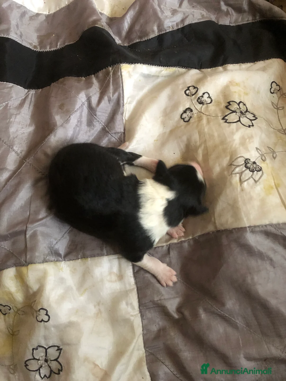 Border Collie cani in vendita: CUCCIOLI DI BORDER COLLIE  - Annuncio 5