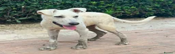 Meticcio cani in regalo:     GIOVE 💙 UN TIPO SPECIALE CERCA CASA a Provincia di Como - Annuncio 3