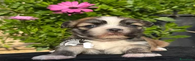 Maltipoo 1
