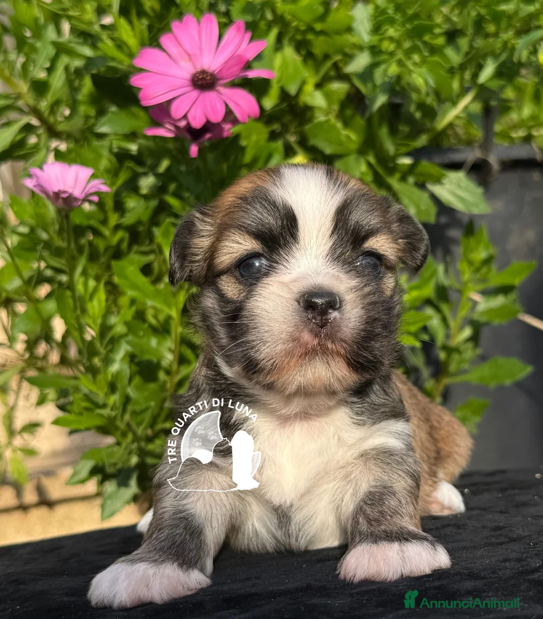 Maltipoo cani in vendita: Tre Quarti di Luna Barboncino Maltipoo Lhasa Apso - Annuncio 1
