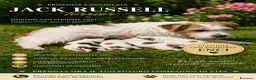 Jack Russell cani in vendita: 🐾 JACK RUSSELL TERRIER – PELO RUDIVO/BROKEN –  🐾 - Annuncio 15