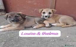 Meticcio cani in regalo: CUCIOLINE IN REGALO a Città metropolitana di Catania - Immagine 2