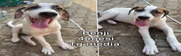 Meticcio cani in regalo: TENERI CUCCIOLI IN CERCA D'AMORE  a Provincia di Modena - Annuncio 4