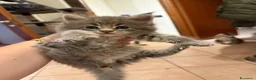 Maine Coon gatti in vendita: Cuccioli di Manine Coon disponibili da giugno - Annuncio 3