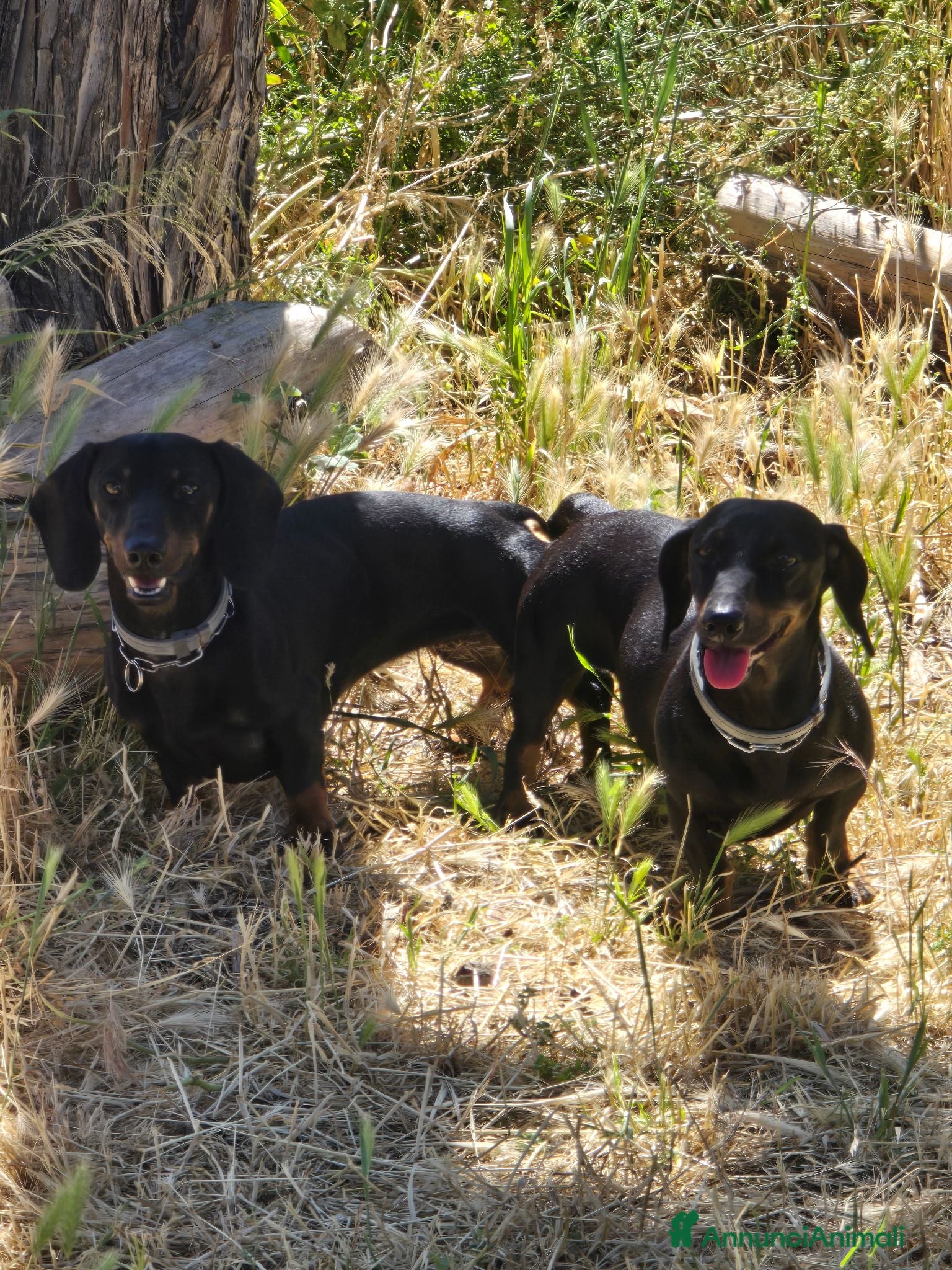 Bassotto Nano cani Allevamento del gargano CALVINC - Annuncio 1