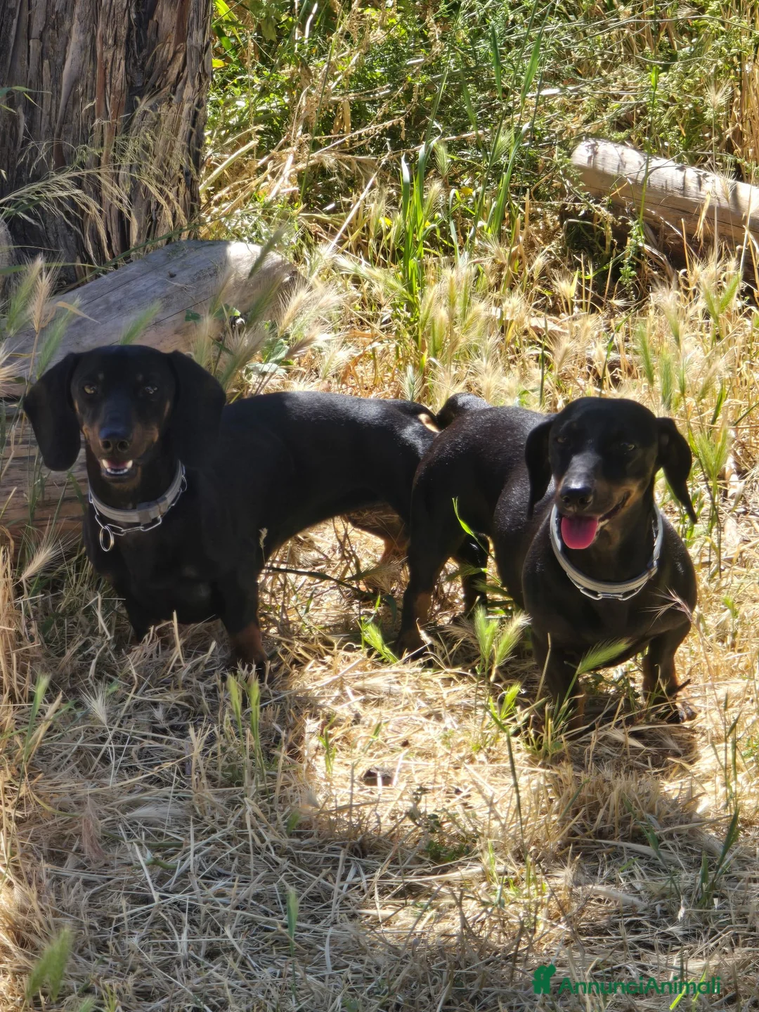 Bassotto Nano cani in vendita: Allevamento del gargano CALVINC a Provincia di Foggia - Annuncio 1