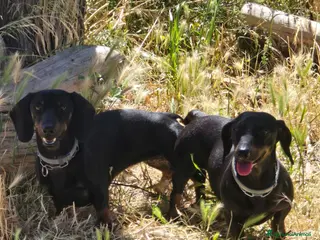 Bassotto Nano cani Allevamento del gargano CALVINC - Annuncio 1