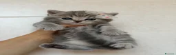 Scottish gatti in vendita: British Scottish - Annuncio 8