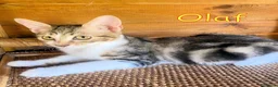 Europeo gatti in regalo: TRE SPLENDIDI FRATELLINI DI DUE MESI - Annuncio 11