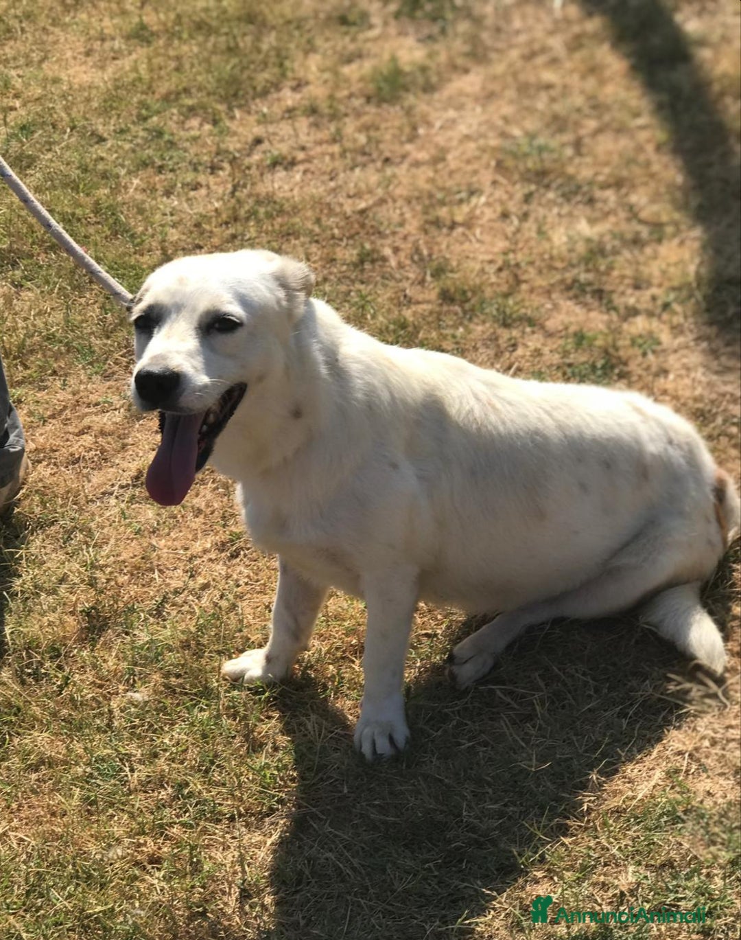 Meticcio cani in regalo: Lisa dolcissima mix jack- bassotto a Provincia di Latina - Annuncio 2