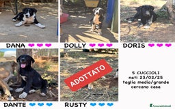 Altre razze cani in regalo: DANA DOLY DORIS 4 MESI (23/02/25) a Provincia di Bergamo - Immagine 1
