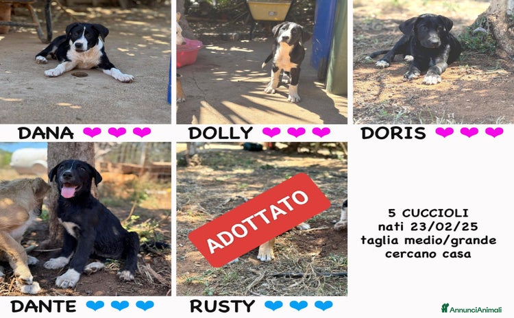 Altre razze cani a Provincia di Bergamo - Annuncio 15