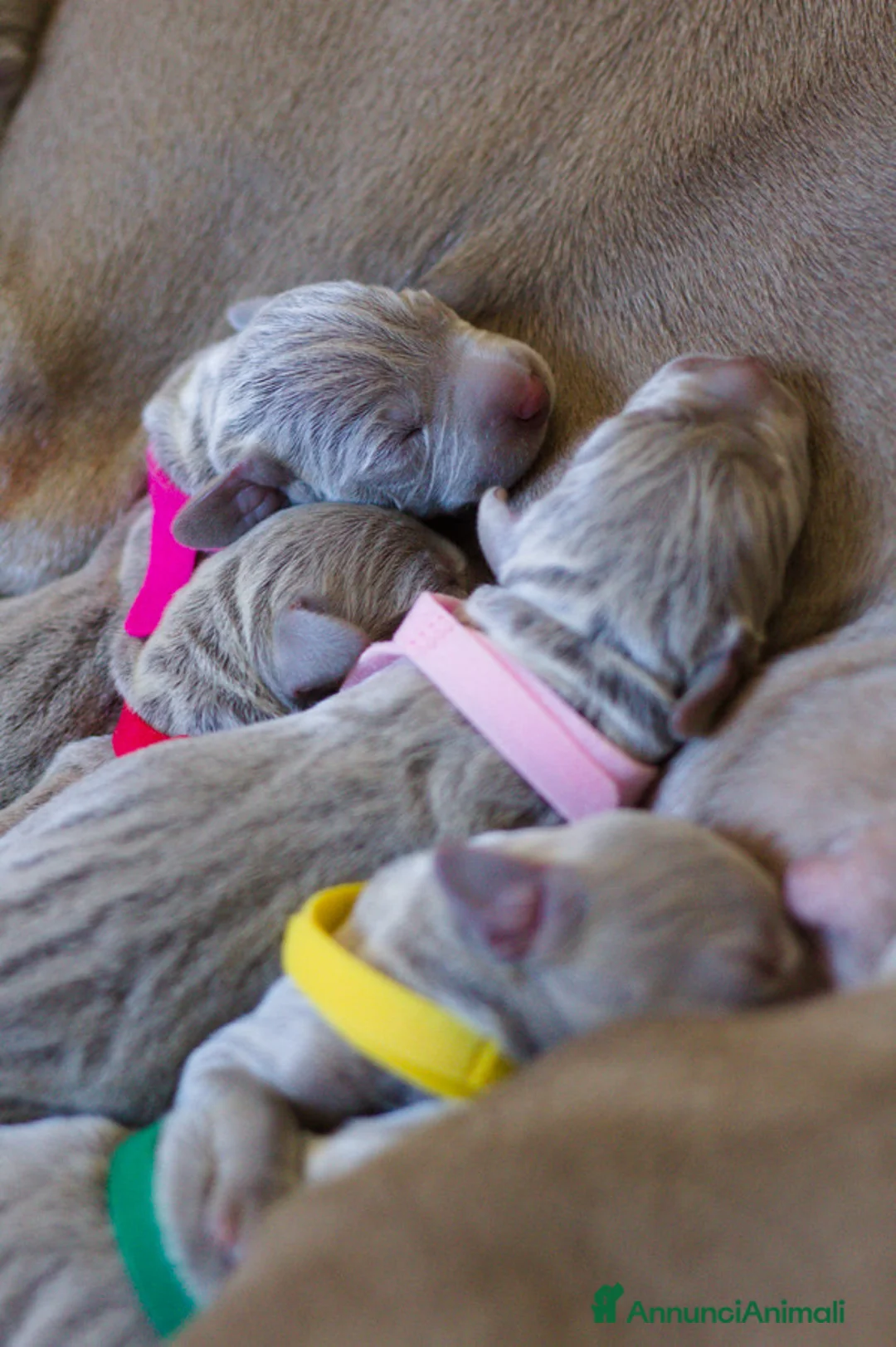 Weimaraner cani in vendita: Cuccioli di Weimaraner  - Annuncio 5