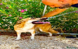 Altre razze cani in regalo: regina  - Immagine 4