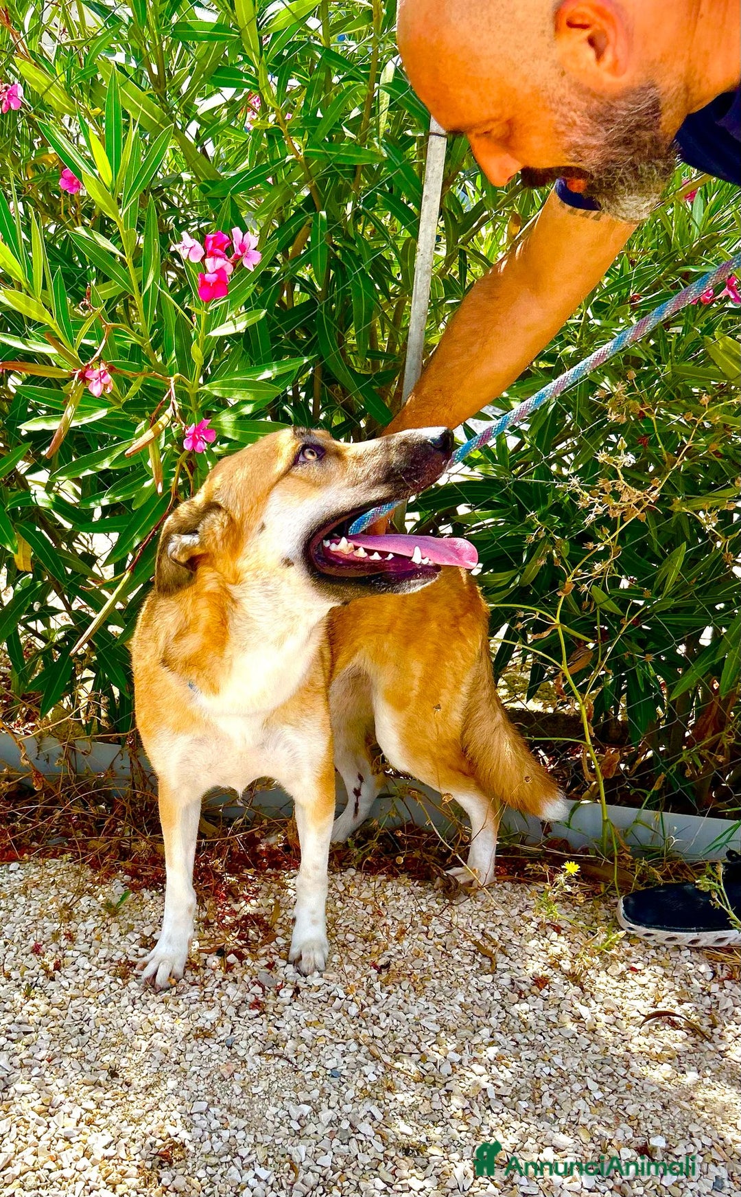 Altre razze cani in regalo: regina  - Immagine 4