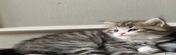 Siberiano gatti in vendita: SIBERIANO GATTINO IPOALLERGENICO  - Annuncio 12