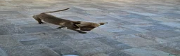 Meticcio cani in regalo: Pandora: cucciolotta taglia piccola socievole  - Annuncio 9