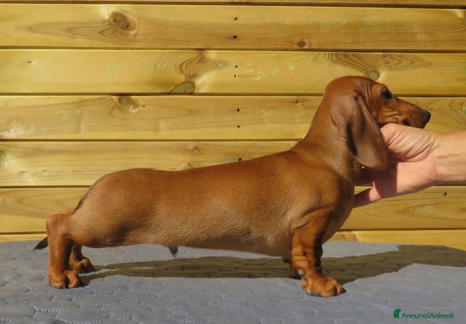 Bassotto Nano cani in vendita: Bassotto nano a pelo corto - Annuncio 1