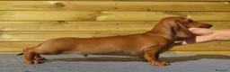 Bassotto Nano cani in vendita: Bassotto nano a pelo corto - Annuncio 1