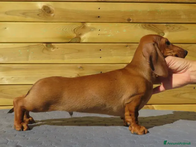 Bassotto Nano cani in vendita: Bassotto nano a pelo corto - Annuncio 1