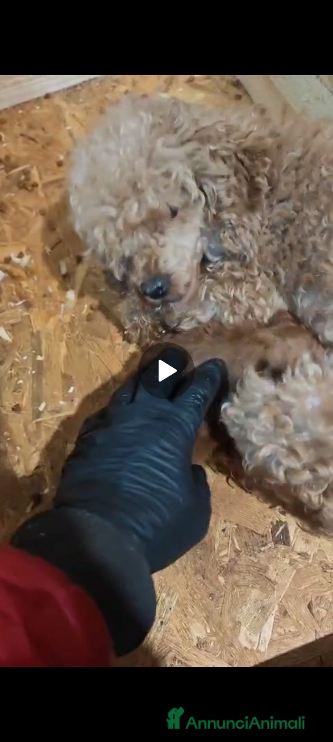 Barboncino cani in vendita: Splendidi barboncini colori cioccolato - Annuncio 4